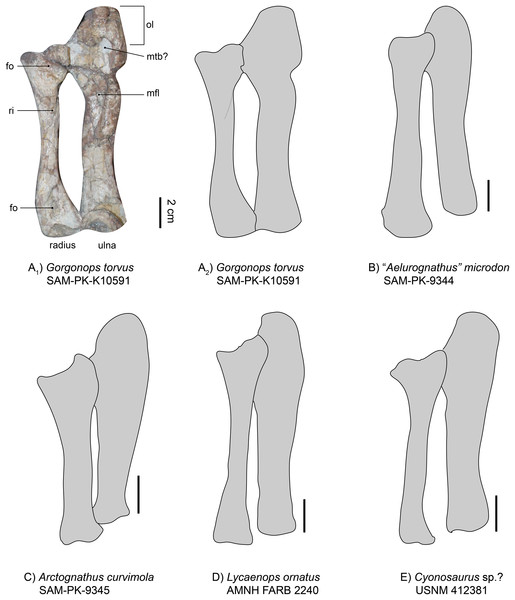 Comparison of various gorgonopsian radii and ulnae.