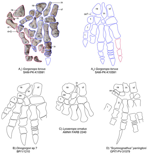 Comparison of various gorgonopsian hand skeletons.