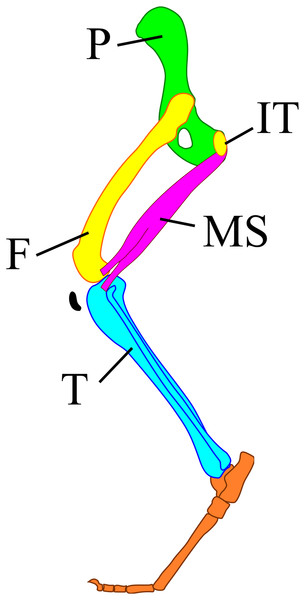 A model of the mammalian hindlimb bones with m. semimembranosus from the exterior view.