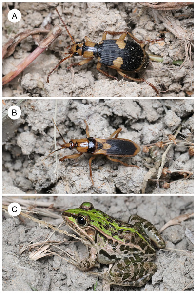 A bombardier beetle, an assassin bug, and their potential predator.
