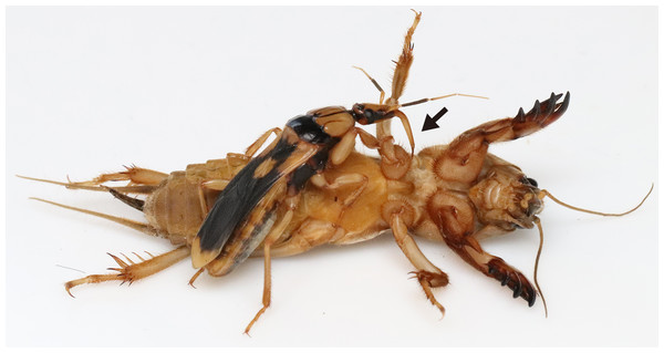 An assassin bug Sirthenea flavipes feeding on the mole cricket Gryllotalpa orientalis.