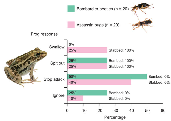 Behavioural responses of the frog Pelophylax nigromaculatus to the bombardier beetle Pheropsophus occipitalis jessoensis and the assassin bug Sirthenea flavipes.
