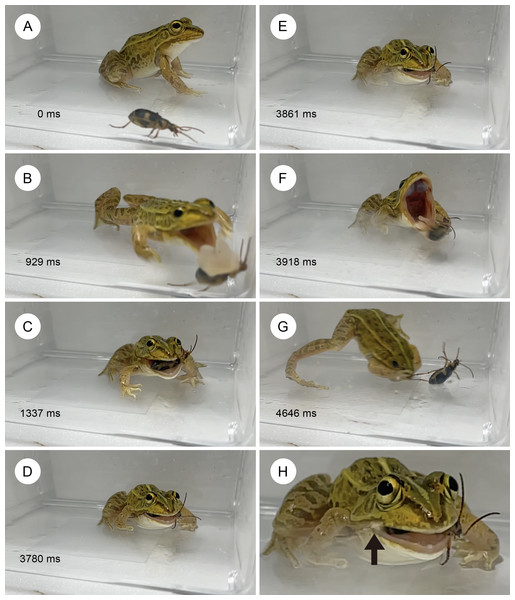 Temporal sequence of the frog Pelophylax nigromaculatus rejecting an adult bombardier beetle Pheropsophus occipitalis jessoensis.