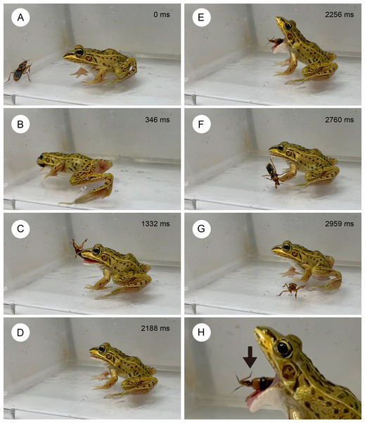 Temporal sequence of the frog Pelophylax nigromaculatus rejecting an adult assassin bug Sirthenea flavipes.