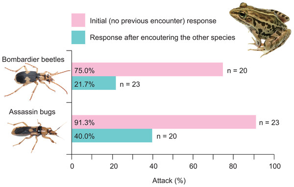 Rates of attack on the bombardier beetle Pheropsophus occipitalis jessoensis and the assassin bug Sirthenea flavipes by the frog Pelophylax nigromaculatus before and after encounters with the other insect.