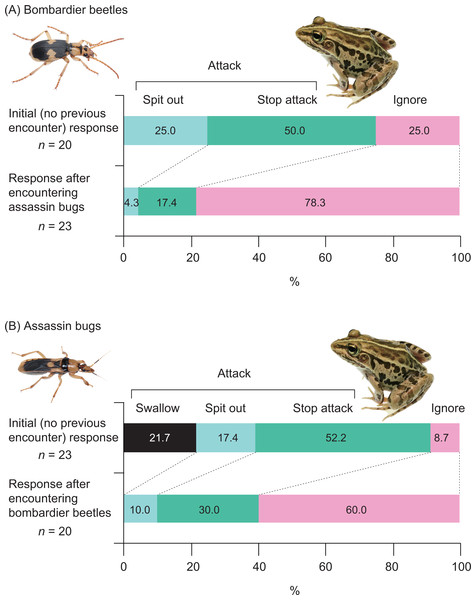 Responses of the frog Pelophylax nigromaculatus to the bombardier beetle Pheropsophus occipitalis jessoensis and the assassin bug Sirthenea flavipes after the frog encountered the other insect species.