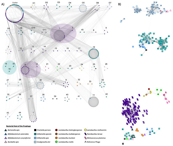 Viral clustering and network analysis based on shared genes.