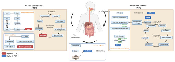 Schematic diagram of proposed metabolic alterations associated with PDF and CCA progression.