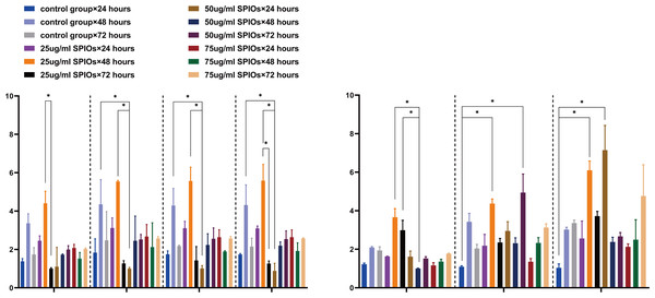 SPIO labelling upregulated chemokine receptor and cytokine genes in rBMSCs.