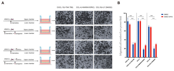 SPIO labelling increased percentage of rBMSCs expressing chemokine receptors.