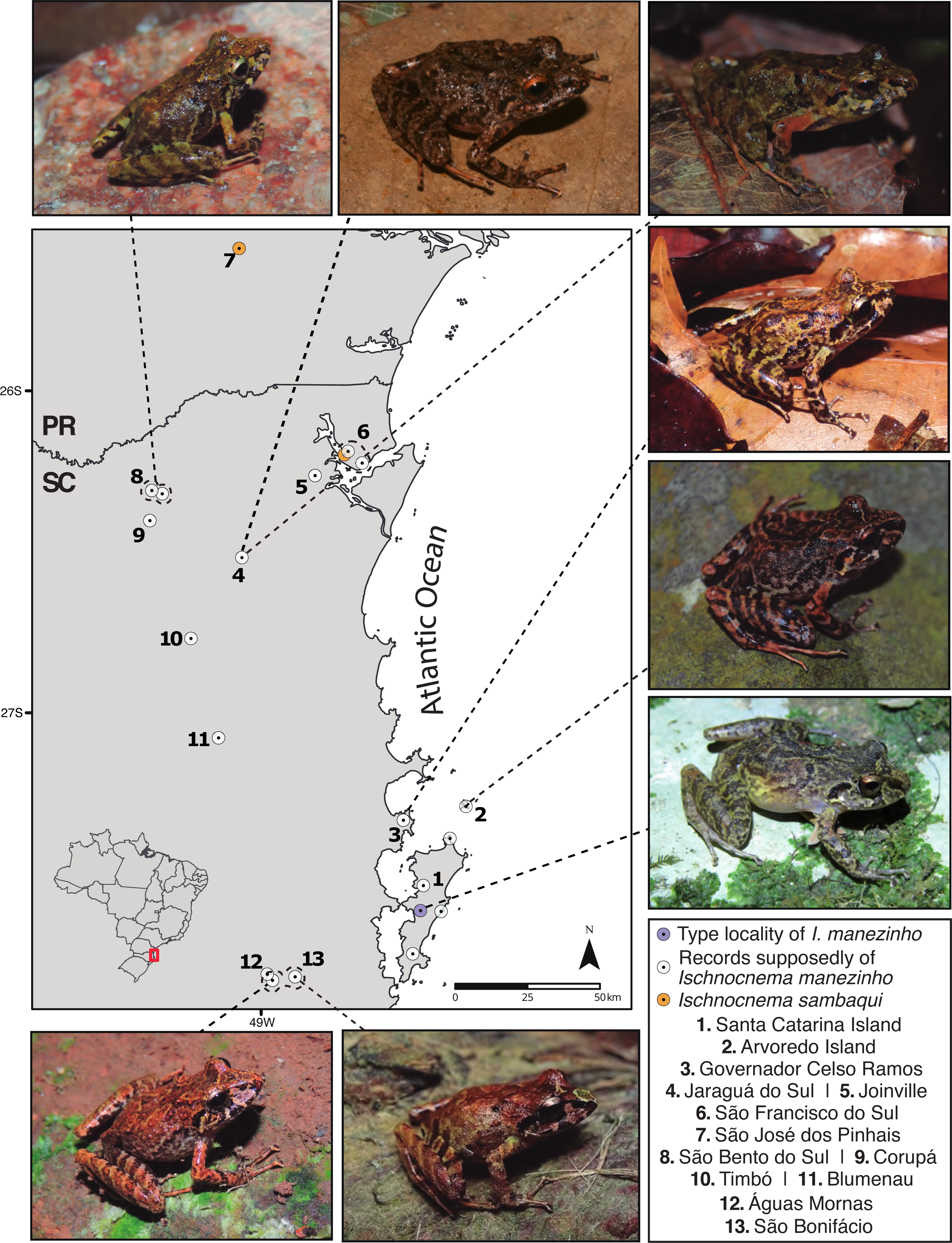 Discovering the diversity of tadpoles in the mid-north Brazil