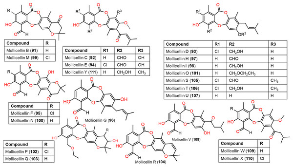 Chemical structures of depsidone (91–111).