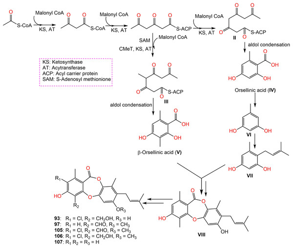 Biosynthetic pathway of 93, 97, and 105–107 (Zhao et al., 2021a, 2021b).