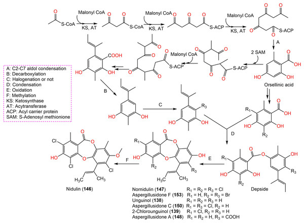 Biosynthetic pathway of 138, 139, 146–148, 150, and 153 (Yang et al., 2018; Sureram et al., 2013).