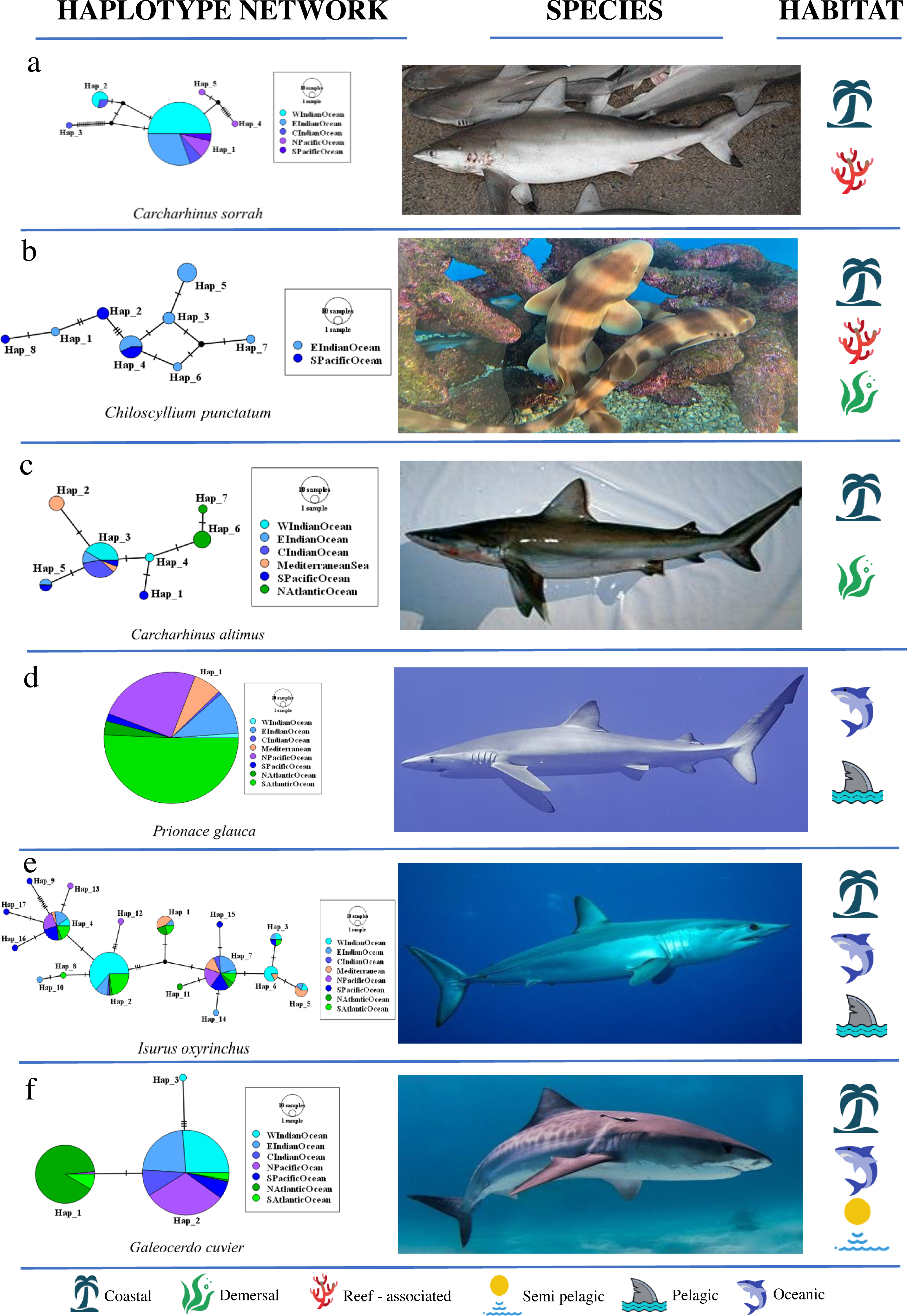 Sharks Are Growing To Fk-Off-Huge Sizes Bc Of New Protections