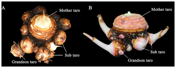 The taro bulb’s mother taro, sub taro and grandson taro.