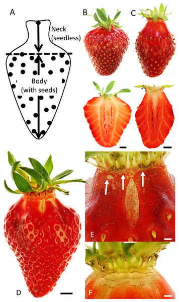 Strawberry fruit without and with neck and macroscopic cracks.