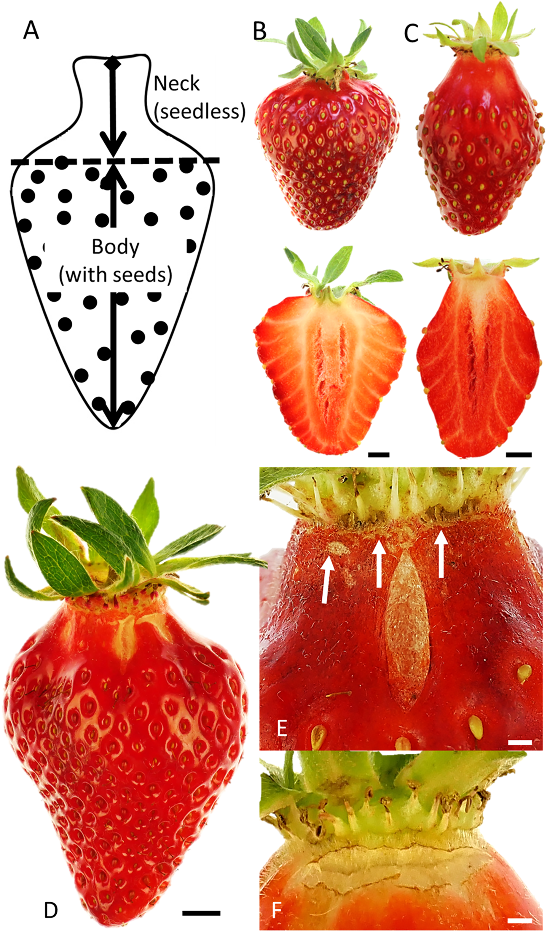 Seedless strawberries online