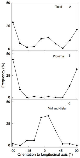 Frequency distribution of the orientation of macrocracks on a strawberry fruit with neck.