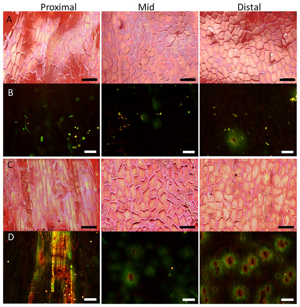 Micrographs of strawberry fruit without and with neck.