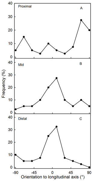 Frequency distribution of the orientations of microcracks on a strawberry fruit with neck.