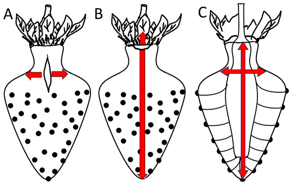 Sketch of growth strains and crack formation in strawberry fruit.