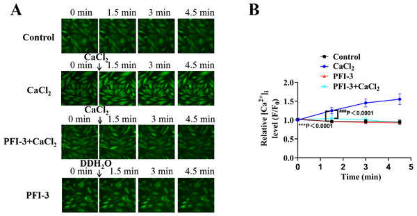 Effects of PFI-3 on the cytosolic [Ca2+]i in VSMCs.