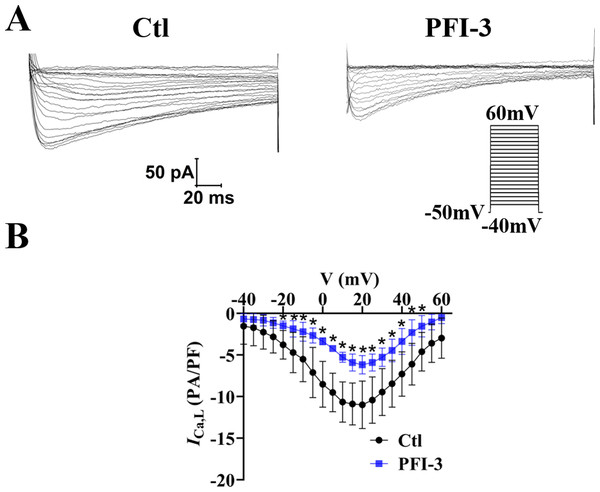 Effects of PFI-3 on L-type VDCC activity.
