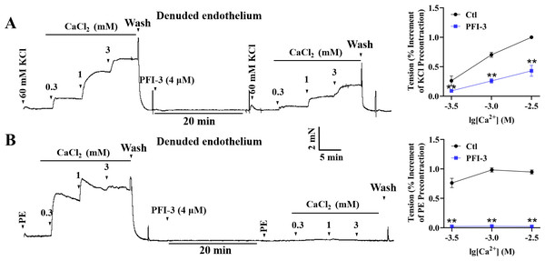 Effects of PFI-3 on extracellular Ca2+ -induced contractions of rat mesenteric arteries.