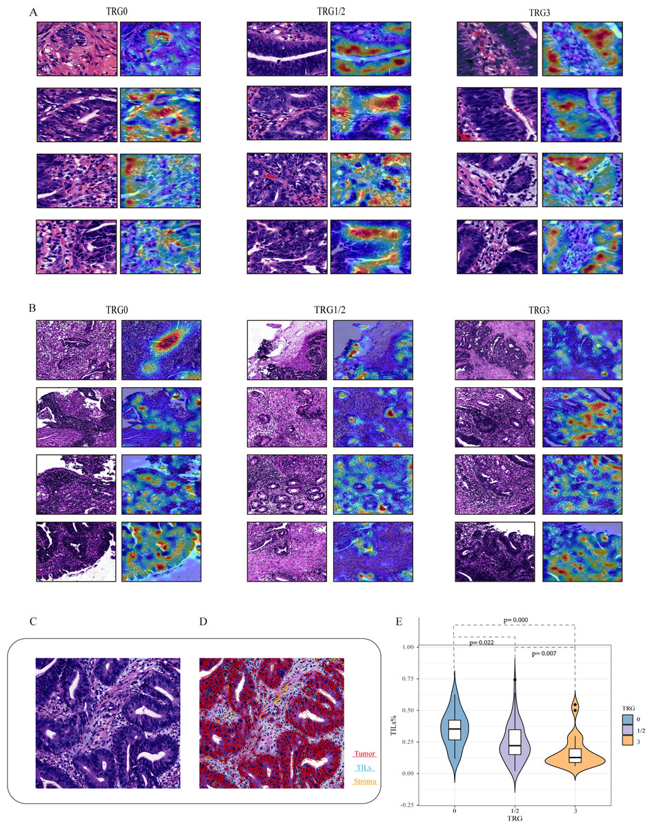 A multiclass classification algorithm based on hematoxylineosin