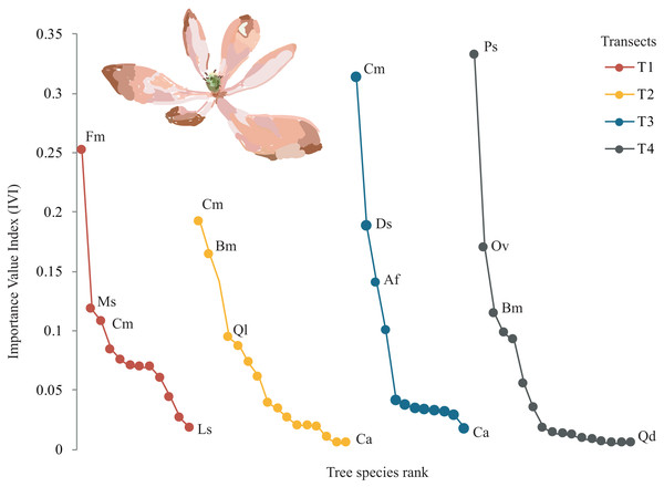 Rank curves showing tree species classified for Importance Value Index (IVI) in each transect.