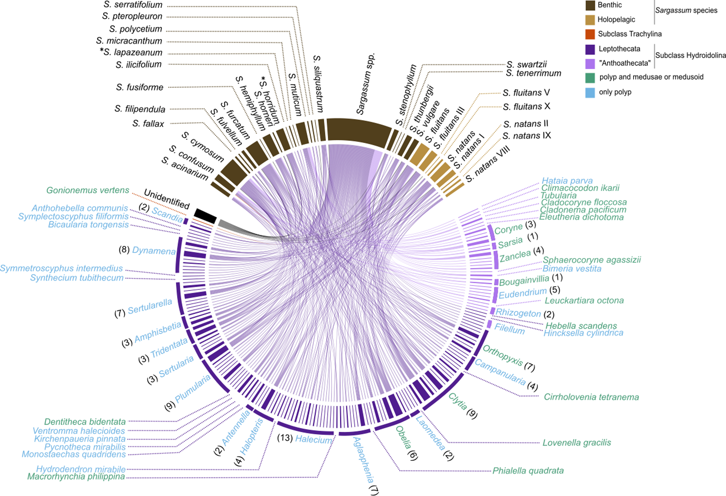 A survey of epibiont hydrozoans on Sargassum [PeerJ]