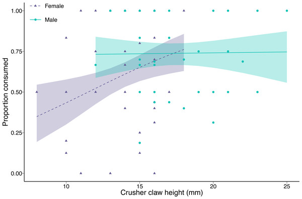 Proportion of varnish clams (Nuttallia obscurata) consumed in relation to crusher claw height of male (blue dots, solid line) and female (purple triangles, dashed line) European green crabs (Carcinus maenas).