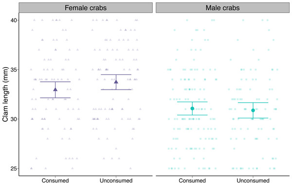 Length of varnish clams (Nuttallia obscurata) consumed or not consumed by female and male European green crabs (Carcinus maenas) during foraging trials.