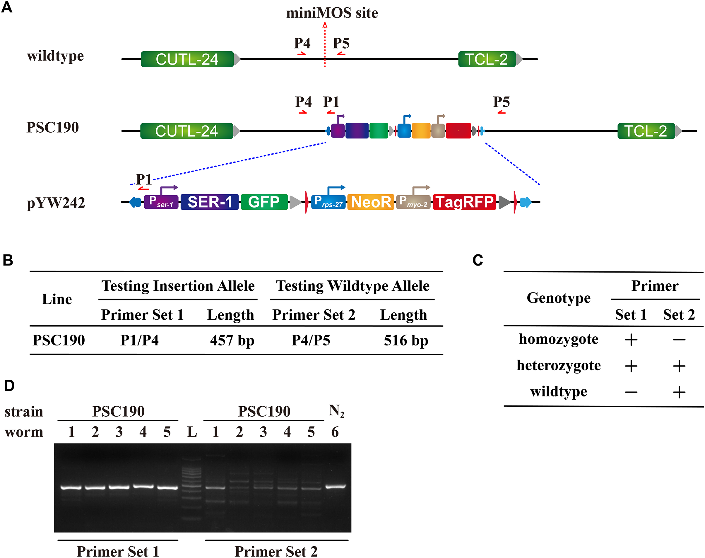 A new miniMOS tool kit capable of visualizing single copy insertion in ...