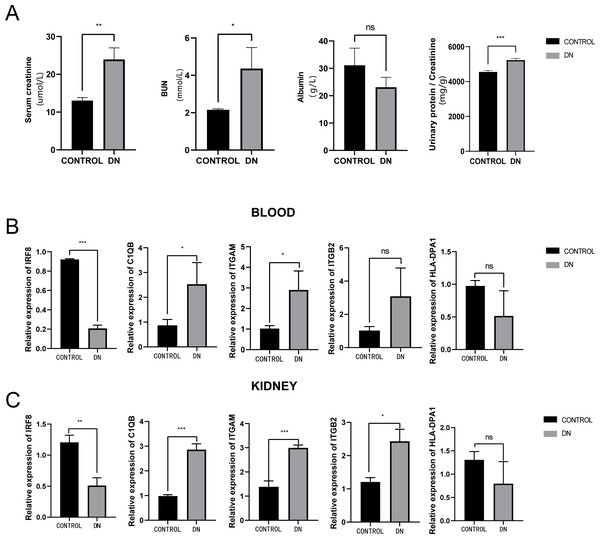 Evaluation of a diabetic renal rat model and RT-qPCR analysis of five Hub genes.