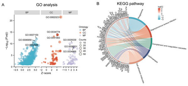 GO, KEGG pathway, and Reactome enrichment analyzes of DEGs.