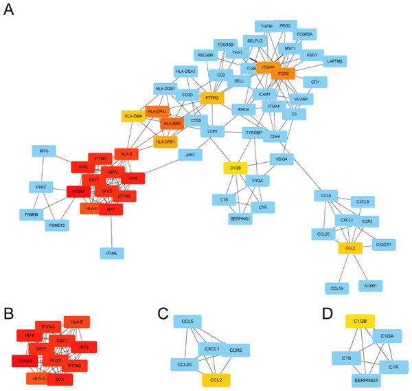 The protein–protein interaction network of DEGs and three cluster modules selected by MCODE.