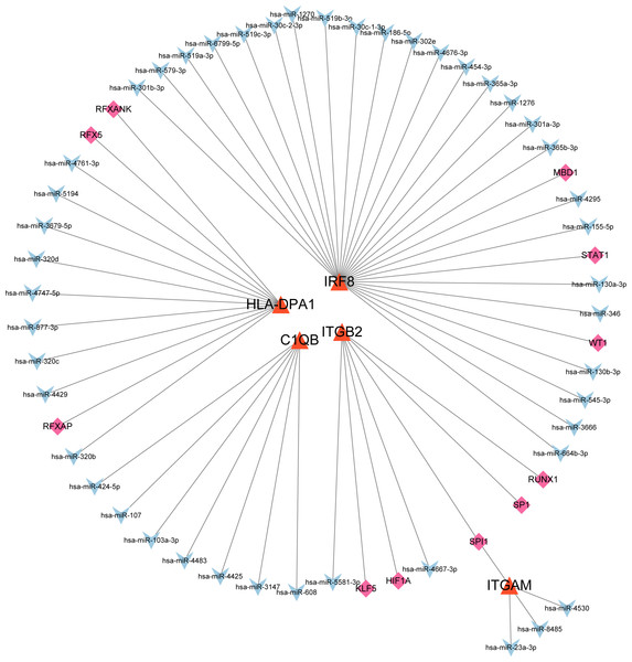 MiRNA–mRNA–TF regulatory network of five selected hub genes.