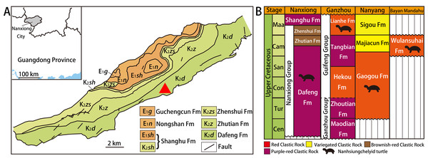 Geological map of Nanxiong Basin and stratigraphic distribution of valid nanhsiungchelyid turtles in China.