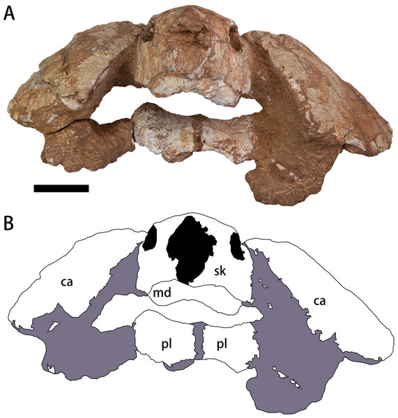 Photograph (A) and outline drawing (B) of Nanhsiungchelys yangi (CUGW VH108) in anterior view.