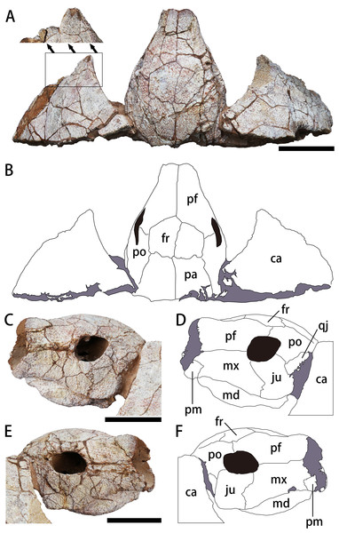 The skull and carapace of Nanhsiungchelys yangi (CUGW VH108).