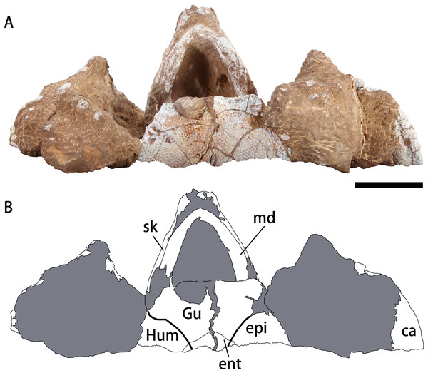 Photograph (A) and outline drawing (B) of Nanhsiungchelys yangi (CUGW VH108) in ventral view.