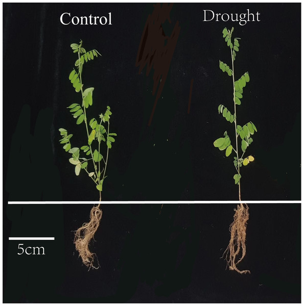Phenotypic responses of I. bungeana for drought stress.