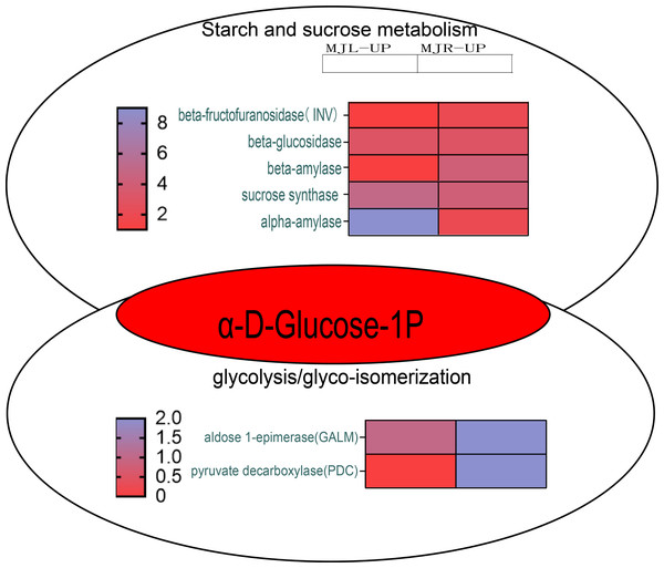 Starch and sucrose metabolism and glycolysis/glyco-isomerization pathways.