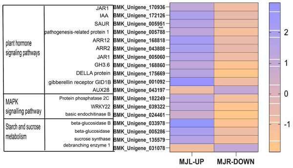 Heatmap of oppositely expressed genes in leaves and roots of I. bungeana on significantly enriched pathways.