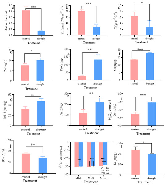 Changes in Gs (A), Pn (B), Tr (C), CT (D), Pro (E), Ss (F), MDA (G), CAT (H), H2O2 (I), RWC (J), δ13 C (K), Sc (L) of I. bungeana under control and drought stress.