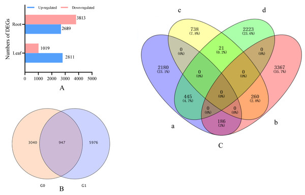 (A) Statistical diagrams of the number of DEGs (P< 0.05, log2 FC ≥ 2). (B) Venn diagrams of the number of DEGs. (C) Venn diagrams of the number of DEGs.