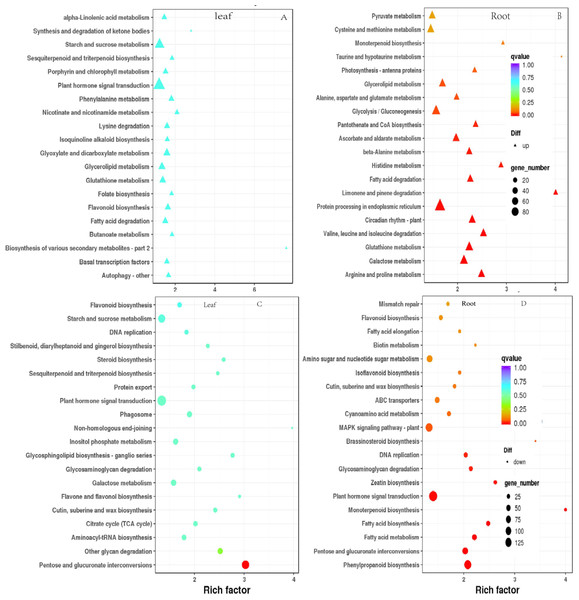 Scatterplot of enriched KEGG pathways for DEGs under drought stress. Only the top 20 most strongly of I. bungeana leaf and root represented pathways are displayed.