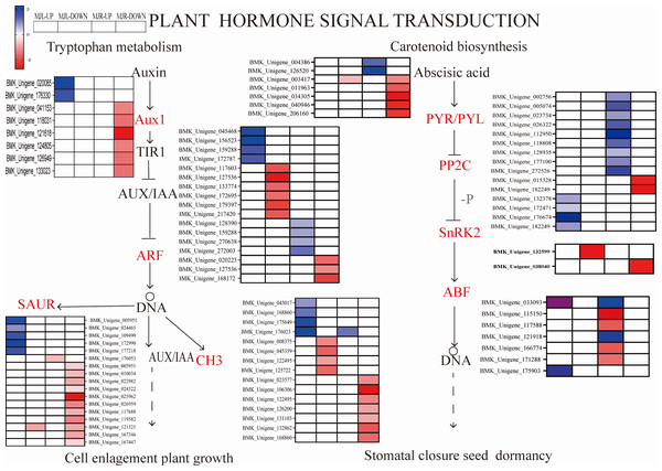 Heatmap expression profile of DEGs associated with plant hormone signaling transduction.